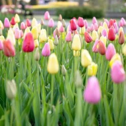 12/+ Cm, Easter Joy Mix Triumph Tulip Flower Bulbs (Bag Of 250) 17 12/+ Cm, Easter Joy Mix Triumph Tulip Flower Bulbs (Bag Of 250) -Garden State Bulb garden state bulb flower bulbs ecf 34 250 10 31 1000