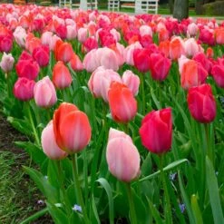 12/+ Cm, Darwin Hybrid Blush Mix Tulip Flower Bulbs (Bag Of 25) -Garden State Bulb garden state bulb flower bulbs ecf 35 25 01 fa 1000