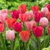 12/+ Cm, Darwin Hybrid Blush Mix Tulip Flower Bulbs (Bag Of 250)