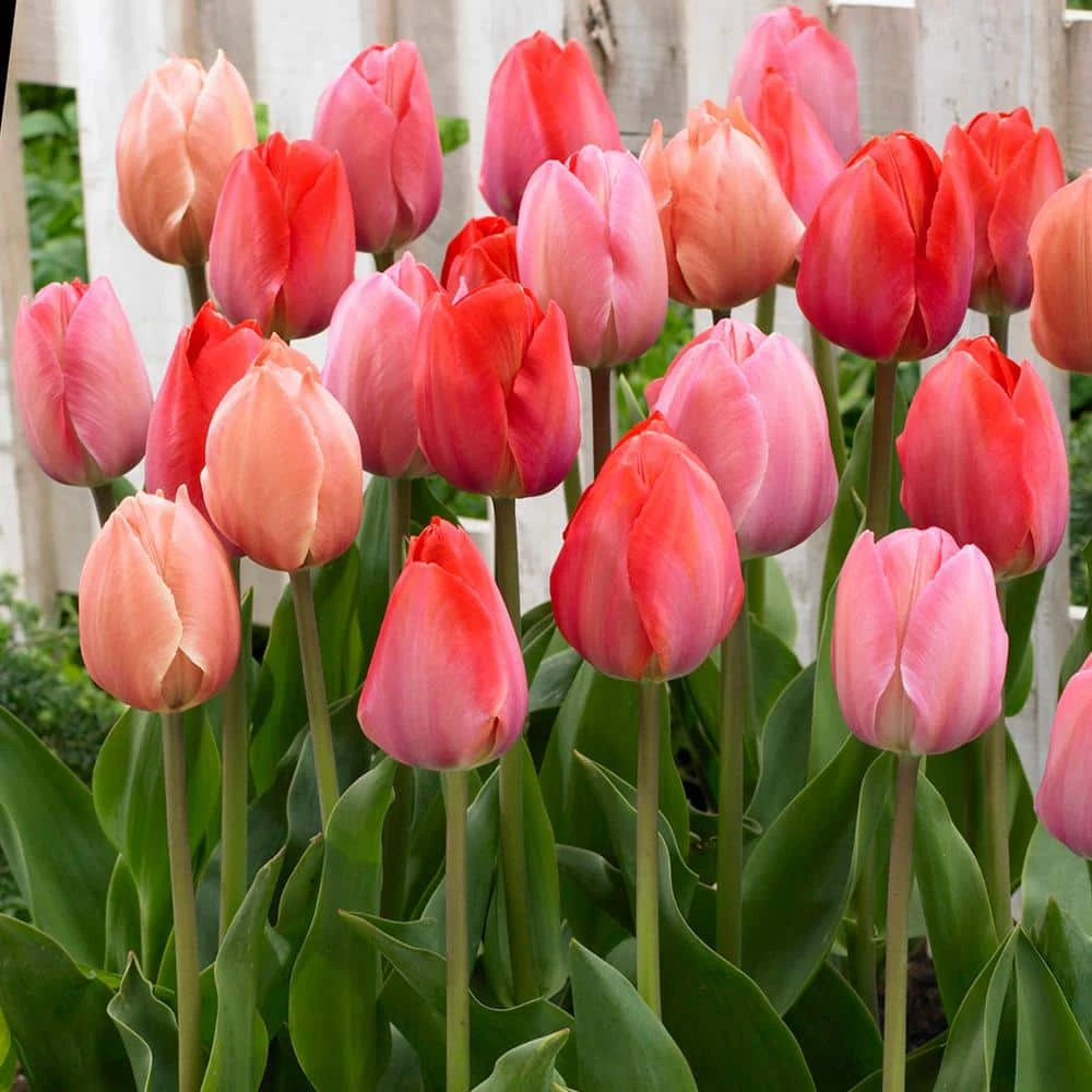 12/+ Cm, Darwin Hybrid Blush Mix Tulip Flower Bulbs (Bag Of 50) 11 12/+ Cm, Darwin Hybrid Blush Mix Tulip Flower Bulbs (Bag Of 50) - Image 9