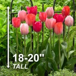 12/+ Cm, Darwin Hybrid Blush Mix Tulip Flower Bulbs (Bag Of 50) 14 12/+ Cm, Darwin Hybrid Blush Mix Tulip Flower Bulbs (Bag Of 50) -Garden State Bulb garden state bulb flower bulbs ecf 35 50 02 4f 1000