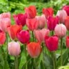 12/+ Cm, Darwin Hybrid Blush Mix Tulip Flower Bulbs (Bag Of 50)