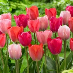 12/+ Cm, Darwin Hybrid Blush Mix Tulip Flower Bulbs (Bag Of 50)