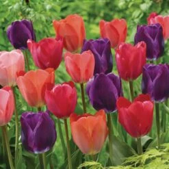 12/+ Cm, Bold Color Mix Triumph Tulip Flower Bulbs (Bag Of 250)