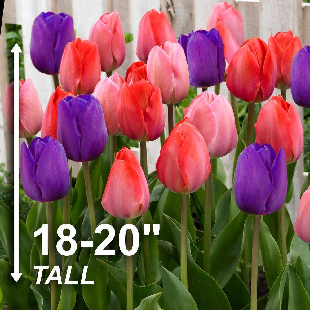 12/+ Cm, Bold Color Mix Triumph Tulip Flower Bulbs (Bag Of 50) 5 12/+ Cm, Bold Color Mix Triumph Tulip Flower Bulbs (Bag Of 50) - Image 3