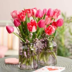 12/+ Cm, Darwin Hybrid Plant To Impress Mix Tulip Flower Bulbs (Bag Of 100) -Garden State Bulb garden state bulb flower bulbs ecf 37 100 04 31 1000