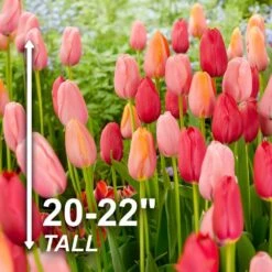 12/+ Cm, Darwin Hybrid Plant To Impress Mix Tulip Flower Bulbs (Bag Of 100) -Garden State Bulb garden state bulb flower bulbs ecf 37 100 04 4f 1000