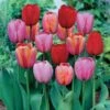 12/+ Cm, Darwin Hybrid Plant To Impress Mix Tulip Flower Bulbs (Bag Of 25) -Garden State Bulb garden state bulb flower bulbs ecf 37 25 01 64 1000