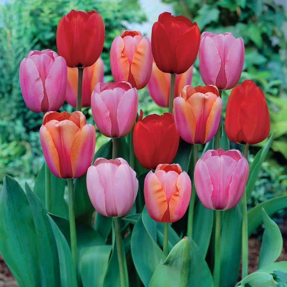 12/+ Cm, Darwin Hybrid Plant To Impress Mix Tulip Flower Bulbs (Bag Of 50) 3 12/+ Cm, Darwin Hybrid Plant To Impress Mix Tulip Flower Bulbs (Bag Of 50)