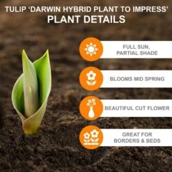 12/+ Cm, Darwin Hybrid Plant To Impress Mix Tulip Flower Bulbs (Bag Of 50) 10 12/+ Cm, Darwin Hybrid Plant To Impress Mix Tulip Flower Bulbs (Bag Of 50) -Garden State Bulb garden state bulb flower bulbs ecf 37 50 02 c3 1000