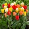 12/+ Cm, Fosteriana Emperor Mix Multi-Color Tulip Flower Bulbs (Bag Of 250) 1 12/+ Cm, Fosteriana Emperor Mix Multi-Color Tulip Flower Bulbs (Bag Of 250) -Garden State Bulb garden state bulb flower bulbs ecf 38 250 10 64 1000