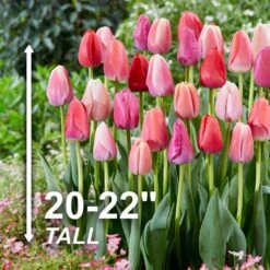 12/+ Cm, Darwin Hybrid Pride Mix Multi-Color Tulip Flower Bulbs (Bag Of 100) -Garden State Bulb garden state bulb flower bulbs ecf 39 100 04 4f 1000