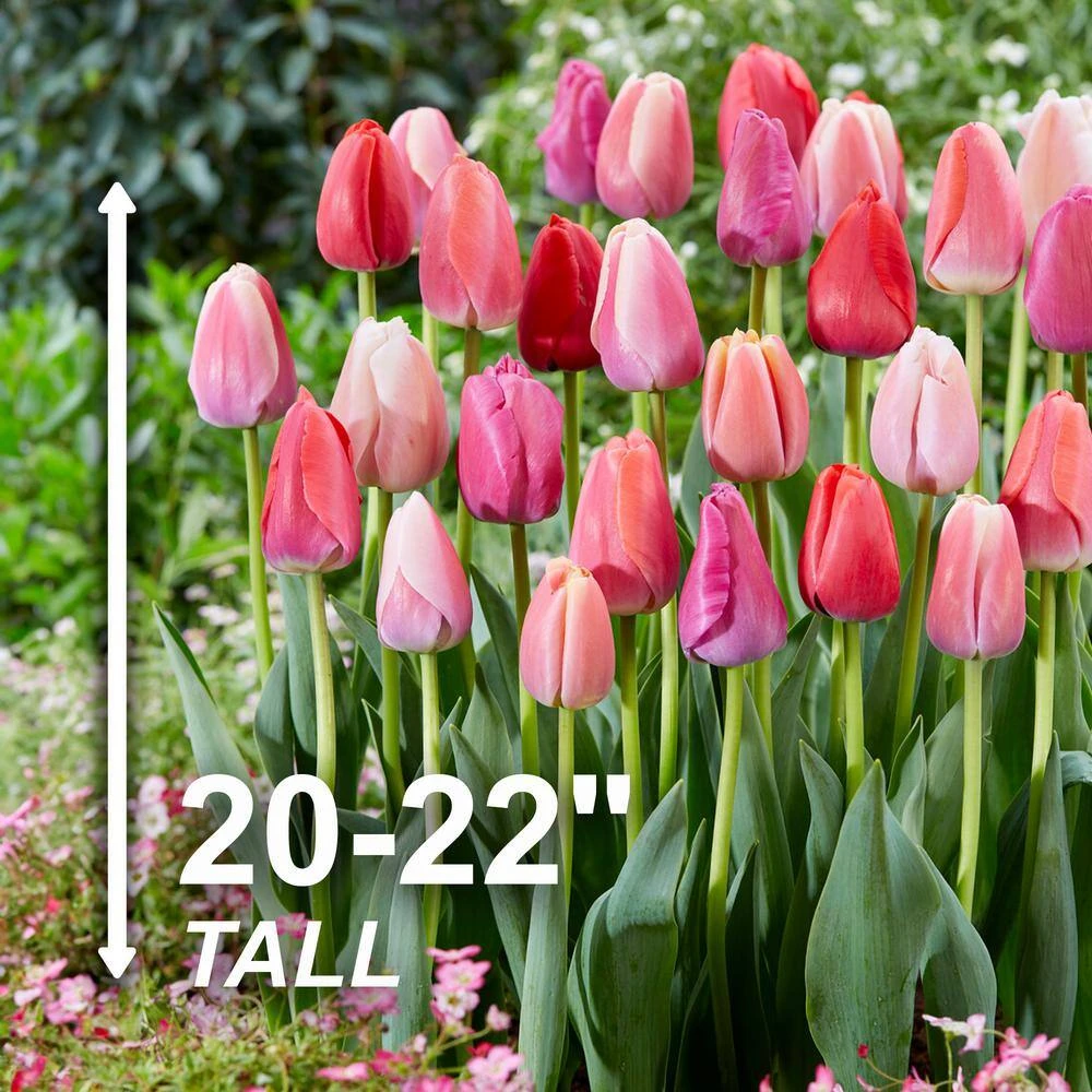 12/+ Cm, Darwin Hybrid Pride Mix Multi-Color Tulip Flower Bulbs (Bag Of 25) 5 12/+ Cm, Darwin Hybrid Pride Mix Multi-Color Tulip Flower Bulbs (Bag Of 25) - Image 3