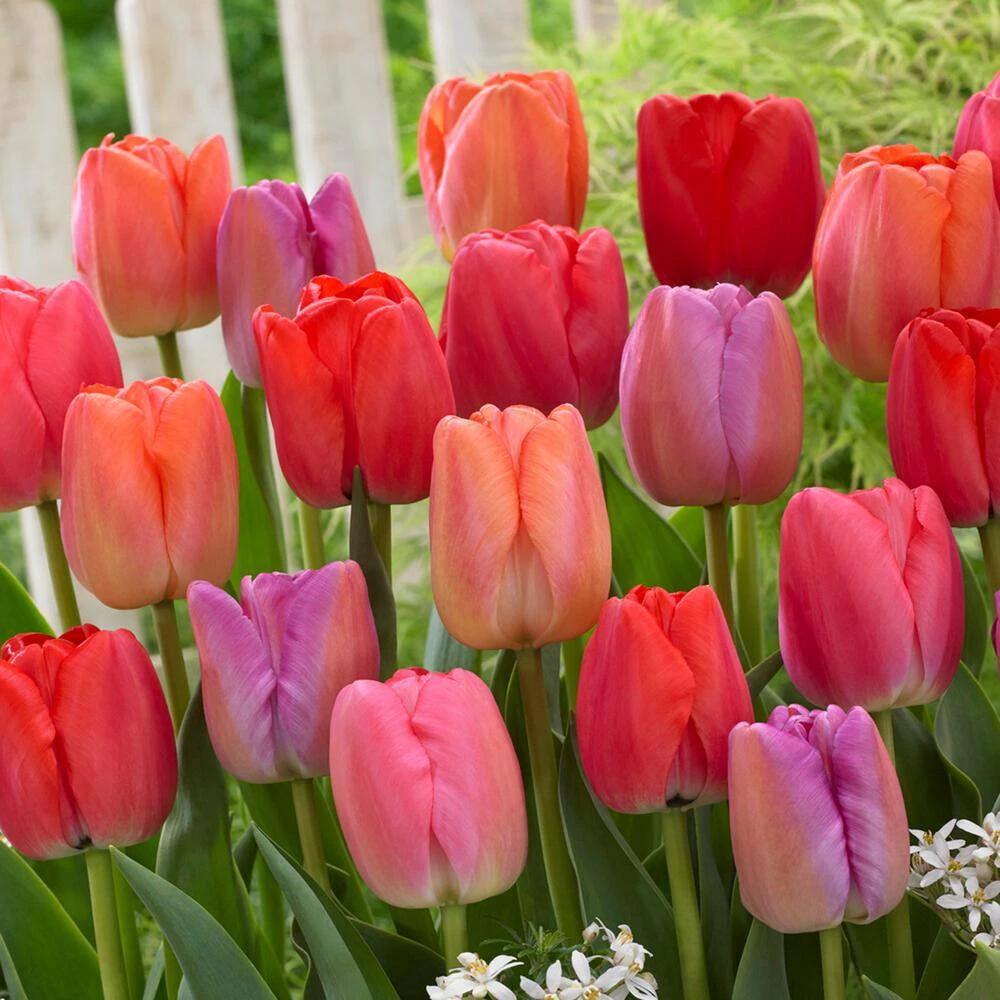 12/+ Cm, Darwin Hybrid Pride Mix Multi-Color Tulip Flower Bulbs (Bag Of 25) 3 12/+ Cm, Darwin Hybrid Pride Mix Multi-Color Tulip Flower Bulbs (Bag Of 25)