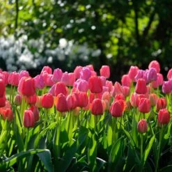 12/+ Cm, Darwin Hybrid Pride Mix Multi-Color Tulip Flower Bulbs (Bag Of 250) -Garden State Bulb garden state bulb flower bulbs ecf 39 250 10 31 1000