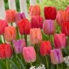 12/+ Cm, Darwin Hybrid Pride Mix Multi-Color Tulip Flower Bulbs (Bag Of 250)
