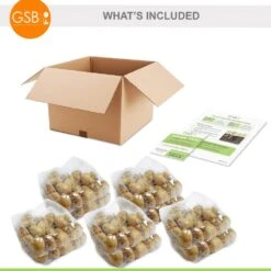 12/+ Cm, Darwin Hybrid Pride Mix Multi-Color Tulip Flower Bulbs (Bag Of 250) -Garden State Bulb garden state bulb flower bulbs ecf 39 250 10 76 1000