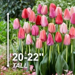 12/+ Cm, Darwin Hybrid Pride Mix Multi-Color Tulip Flower Bulbs (Bag Of 50) 12 12/+ Cm, Darwin Hybrid Pride Mix Multi-Color Tulip Flower Bulbs (Bag Of 50) -Garden State Bulb garden state bulb flower bulbs ecf 39 50 02 4f 1000