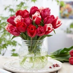 12/+ Cm, Candy Cane Mix Triumph Tulip Flower Bulbs (Bag Of 25) -Garden State Bulb garden state bulb flower bulbs ecf 40 25 01 31 1000