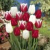 12/+ Cm, Candy Cane Mix Triumph Tulip Flower Bulbs (Bag Of 25)