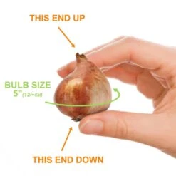 12/+ Cm, Candy Cane Mix Triumph Tulip Flower Bulbs (Bag Of 250) -Garden State Bulb garden state bulb flower bulbs ecf 40 250 10 1f 1000