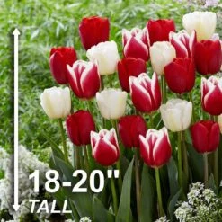 12/+ Cm, Candy Cane Mix Triumph Tulip Flower Bulbs (Bag Of 250) -Garden State Bulb garden state bulb flower bulbs ecf 40 250 10 4f 1000