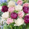 12/+ Cm, Double Dutch Double Late Mix Tulip Flower Bulbs (Bag Of 100)