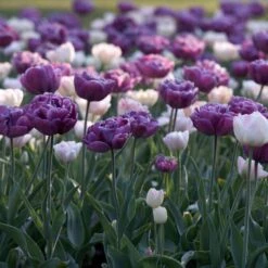 12/+ Cm, Double Dutch Mix Double Late Tulip Flower Bulbs (Bag Of 25) -Garden State Bulb garden state bulb flower bulbs ecf 41 25 01 31 1000