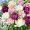 12/+ Cm, Double Dutch Mix Double Late Tulip Flower Bulbs (Bag Of 25) -Garden State Bulb garden state bulb flower bulbs ecf 41 25 01 64 1000