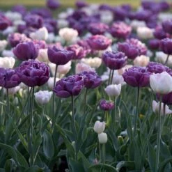 12/+ Cm, Double Dutch Mix Double Late Tulip Flower Bulbs (Bag Of 50) -Garden State Bulb garden state bulb flower bulbs ecf 41 50 02 31 1000