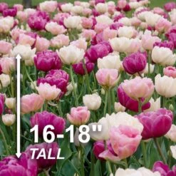 12/+ Cm, Double Dutch Mix Double Late Tulip Flower Bulbs (Bag Of 50) -Garden State Bulb garden state bulb flower bulbs ecf 41 50 02 4f 1000