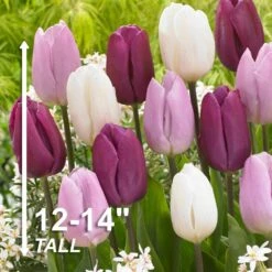 12/+ Cm, Dutch Prince Mix Single Early Tulip Flower Bulbs (Bag Of 100) -Garden State Bulb garden state bulb flower bulbs ecf 42 100 04 4f 1000