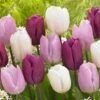 12/+ Cm, Dutch Prince Mix Single Early Tulip Flower Bulbs (Bag Of 100)