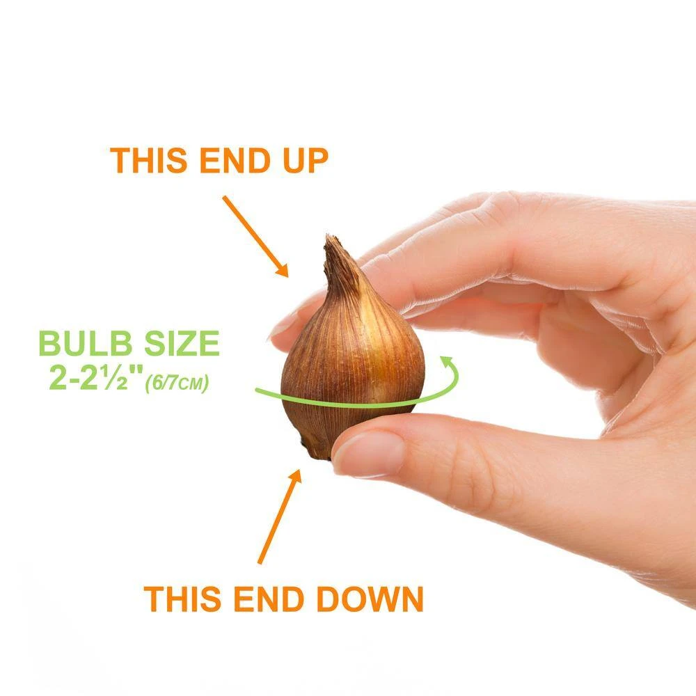 6/+ Cm, Wildflower Mix Multi-Color Tulip Flower Bulbs (Bag Of 100) 6 6/+ Cm, Wildflower Mix Multi-Color Tulip Flower Bulbs (Bag Of 100) - Image 4