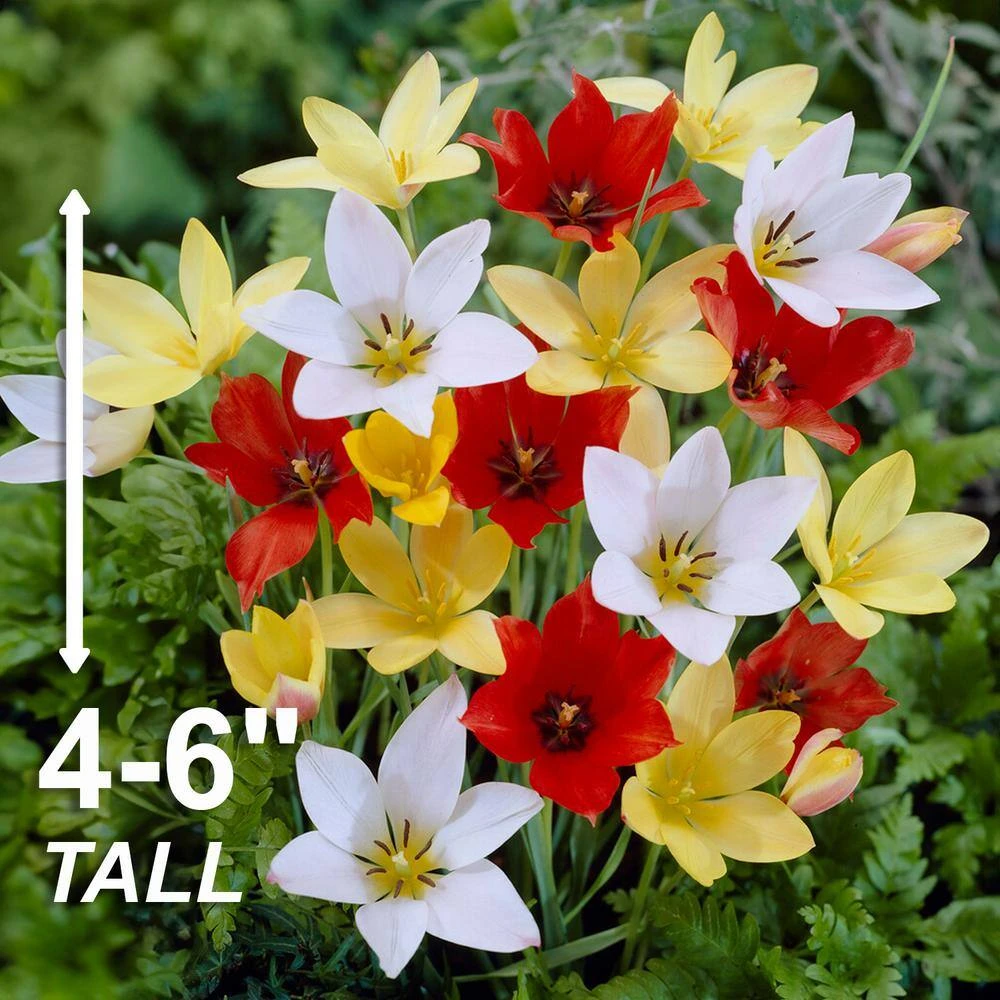6/+ Cm, Wildflower Mix Multi-Color Tulip Flower Bulbs (Bag Of 100) 5 6/+ Cm, Wildflower Mix Multi-Color Tulip Flower Bulbs (Bag Of 100) - Image 3