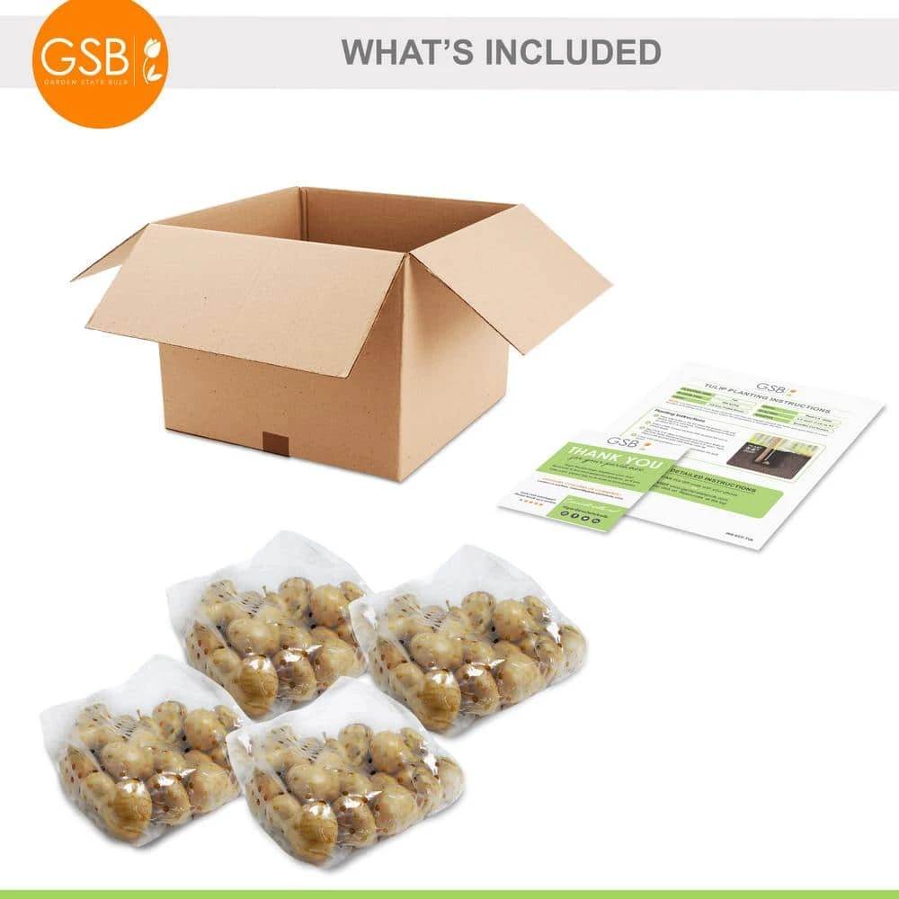 6/+ Cm, Wildflower Mix Multi-Color Tulip Flower Bulbs (Bag Of 100) 9 6/+ Cm, Wildflower Mix Multi-Color Tulip Flower Bulbs (Bag Of 100) - Image 7