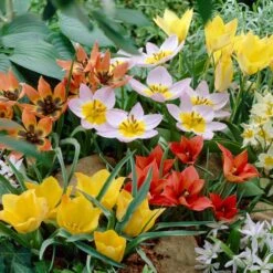 6/Plus Cm, Wildflower Mix Multi-Color Tulip Flower Bulbs (Bag Of 25) -Garden State Bulb garden state bulb flower bulbs ecf 43 25 01 31 1000