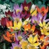6/+ Cm, Wildflower Mix Multi-Color Tulip Flower Bulbs (Bag Of 50) -Garden State Bulb garden state bulb flower bulbs ecf 43 50 02 64 1000
