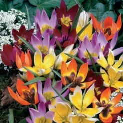 6/+ Cm, Wildflower Mix Multi-Color Tulip Flower Bulbs (Bag Of 50)