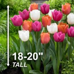 12/+ Cm, Coffee And Donut Mix Triumph Tulip Flower Bulbs (Bag Of 250) -Garden State Bulb garden state bulb flower bulbs ecf 44 250 10 4f 1000