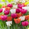 12/+ Cm, Coffee And Donut Mix Triumph Tulip Flower Bulbs (Bag Of 50) -Garden State Bulb garden state bulb flower bulbs ecf 44 50 02 64 1000