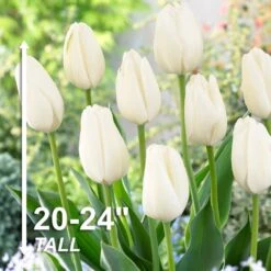 12/+ Cm, Hakuun Darwin Hybrid Tulip Flower Bulbs, White (Bag Of 25) -Garden State Bulb garden state bulb flower bulbs ecf 45 25 01 4f 1000