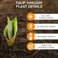 12/+ Cm, Hakuun Darwin Hybrid Tulip Flower Bulbs, White (Bag Of 25) -Garden State Bulb garden state bulb flower bulbs ecf 45 25 01 c3 1000