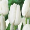 12/+ Cm, Hakuun Darwin Hybrid Tulip Flower Bulbs, White (Bag Of 250) 2 12/+ Cm, Hakuun Darwin Hybrid Tulip Flower Bulbs, White (Bag Of 250) -Garden State Bulb garden state bulb flower bulbs ecf 45 250 10 64 1000