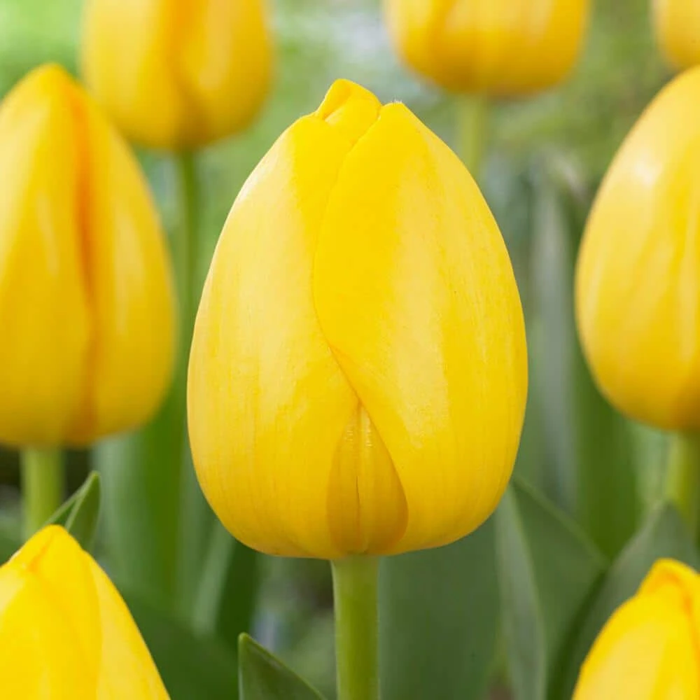 12/+ Cm, Yellow Impression Darwin Hybrid Tulip Flower Bulbs (Bag Of 100) 3 12/+ Cm, Yellow Impression Darwin Hybrid Tulip Flower Bulbs (Bag Of 100)