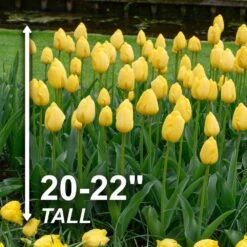 12/+ Cm, Yellow Impression Darwin Hybrid Tulip Flower Bulbs (Bag Of 250) -Garden State Bulb garden state bulb flower bulbs ecf 46 250 10 4f 1000