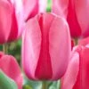 12/+ Cm, Pink Impression Darwin Hybrid Tulip Flower Bulbs (Bag Of 100) -Garden State Bulb garden state bulb flower bulbs ecf 47 100 04 64 1000