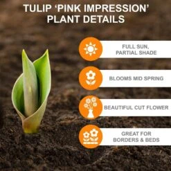 12/+ Cm, Pink Impression Darwin Hybrid Tulip Flower Bulbs (Bag Of 100) -Garden State Bulb garden state bulb flower bulbs ecf 47 100 04 c3 1000
