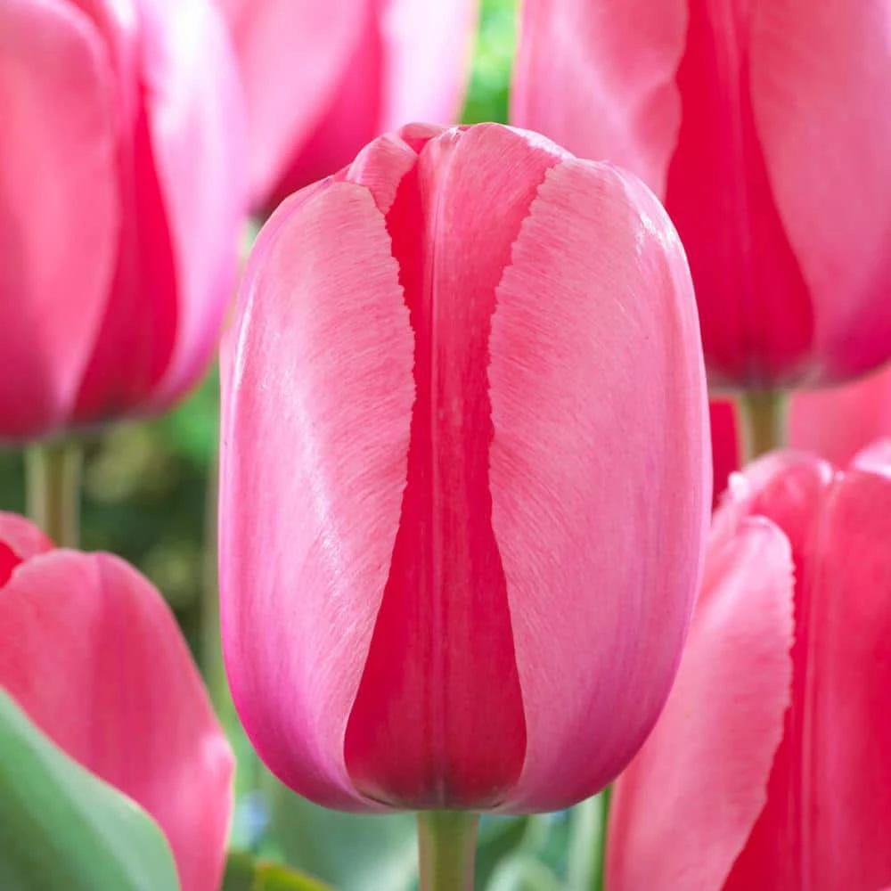 12/+ Cm, Pink Impression Darwin Hybrid Tulip Flower Bulbs (Bag Of 25) 3 12/+ Cm, Pink Impression Darwin Hybrid Tulip Flower Bulbs (Bag Of 25)