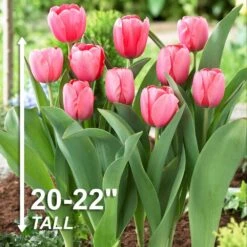 12/+ Cm, Pink Impression Darwin Hybrid Tulip Flower Bulbs (Bag Of 250) 12 12/+ Cm, Pink Impression Darwin Hybrid Tulip Flower Bulbs (Bag Of 250) -Garden State Bulb garden state bulb flower bulbs ecf 47 250 10 4f 1000